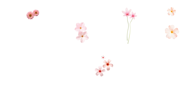Pink and white flowers arranged on a transparent background with ample space for text on the left side, ideal for graphic designs and invitations.