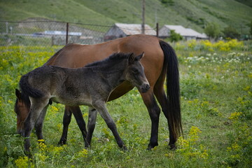 Beautiful Horses in Natural Landscape