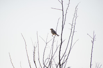 the corn bunting perched on a branch