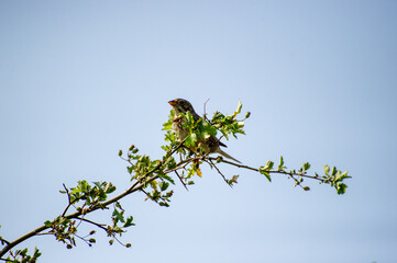 the corn bunting perched on a branch