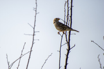 the corn bunting perched on a branch