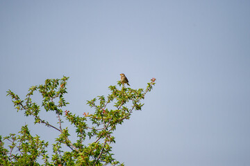 the corn bunting perched on a branch