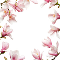 Pink magnolia blossoms arranged in a frame, isolated on transparent background