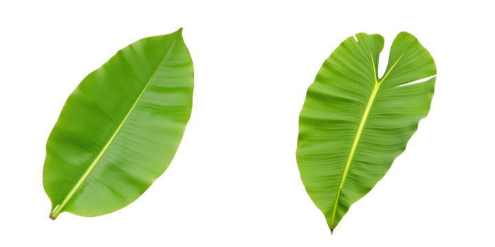 Two green banana leaves isolated on a transparent background displaying distinct shapes and textures for botanical and design purposes.