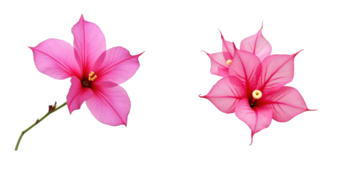 Bougainvillea flowers in vibrant pink hues isolated on a transparent background displaying intricate petals and details of the blooms.
