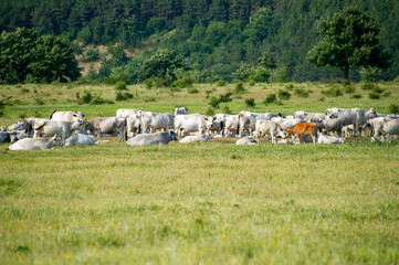 herd of cows in the meadow in the mountains in Bulgaria