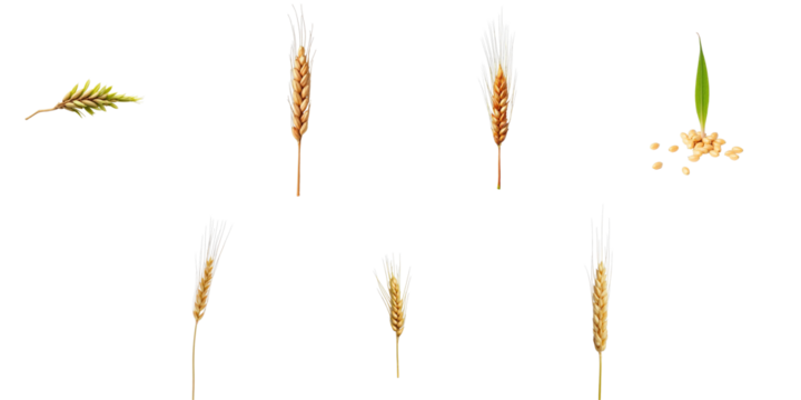Collection of hard red winter wheat elements including sprouting seeds, wheat stalks, and heads on a transparent background for agricultural and botanical illustration.