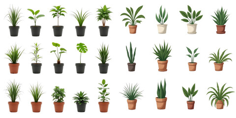Collection of various popular potted plants displayed in individual pots with transparent background showcasing diverse shapes and sizes for botanical illustration or design use