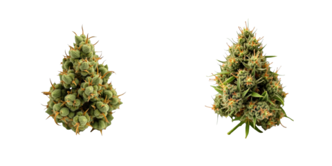 Two detailed close-up images of mature cannabis buds showcasing distinct shapes, textures, and colors with vivid green leaves and pronounced trichomes isolated on a transparent background.