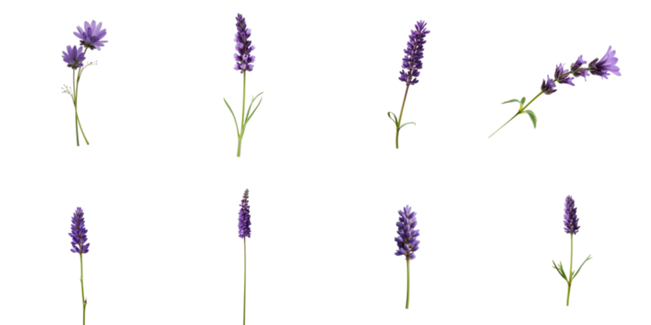 Lavender flower collection featuring multiple isolated stems in various positions on a solid transparent background highlighting distinct purple hues and floral characteristics.