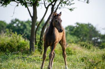 wild horse in the field