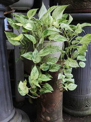 Golden Pothos or Marble Queen is a popular houseplant valued for its varied foliage and ability to...