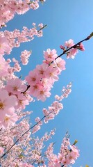 Delicate pink cherry blossoms in full bloom, gracefully arching against a vibrant azure sky, capturing the ephemeral beauty of spring's most enchanting floral display.