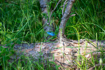 european green lizard on a tree