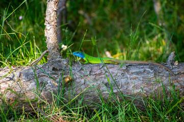 european green lizard on a dry wooden trunk