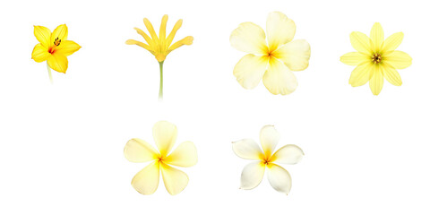 Obraz premium Assorted yellow flowers including trumpet flowers, plumeria and blooms arranged on a transparent background with transparent outlines for floral design purposes.