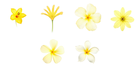 Assorted yellow flowers including trumpet flowers, plumeria and blooms arranged on a transparent background with transparent outlines for floral design purposes.