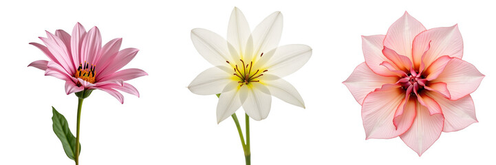 Three vibrant flowers isolated on a transparent background featuring a pink daisy, a white lily, and a pink ornamental flower with intricate petals and green leaves