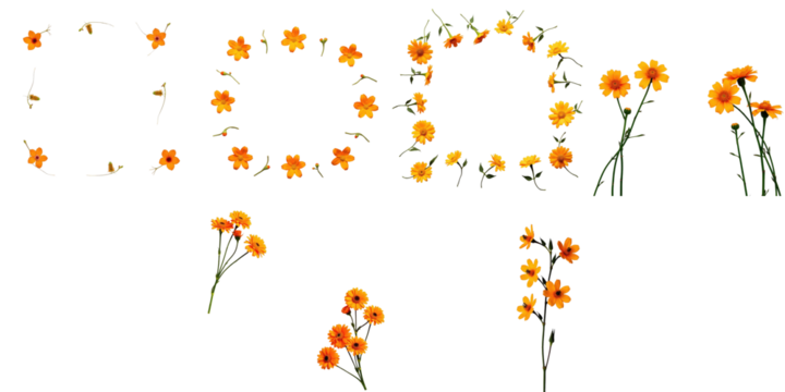 Orange flowers arranged in various styles over a transparent background with ample negative space for quotes or text, ideal for digital templates and designs.