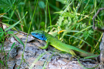 european green lizard on a tree