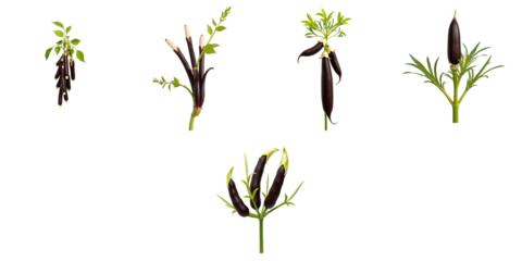 Parkia speciosa plant illustrations with multiple pods leaves and flowers isolated on transparent background for botanical studies and design purposes