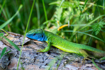 european green lizard on a tree