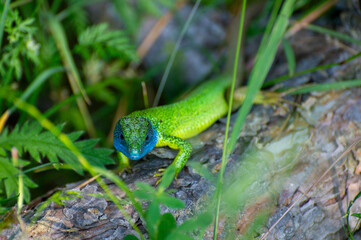 european green lizard on a tree