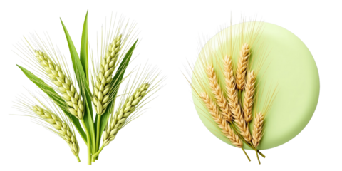 Wheatgrass composition featuring fresh green blades and golden wheat ears arranged on a pastel circular backdrop isolated on a transparent background