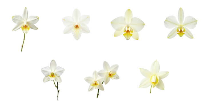Dendrobium nobile flowers arranged in various positions isolated on a transparent background highlighting their delicate white petals and vibrant inner markings