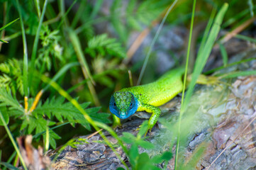 european green lizard on a tree