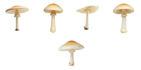 Five isolated Parasol mushrooms Macrolepiota procera displayed on a dark background highlighting different angles of their cap and stem structure