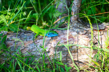 european green lizard on a dry log
