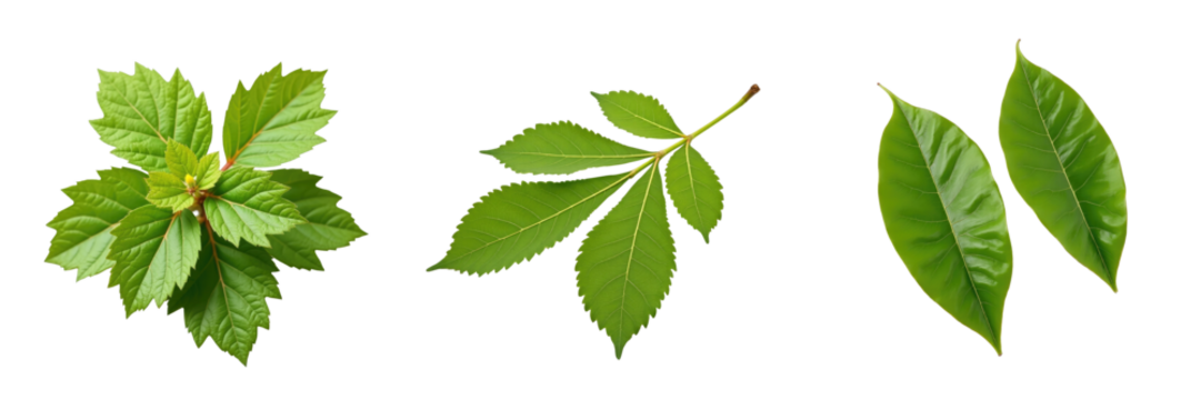 isolated green chestnut leaves displaying detailed veins arranged on a transparent background emphasizing their natural texture and color variations