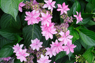 鮮やかな色のアジサイの花