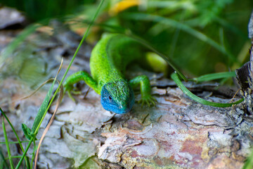 european green lizard on a tree