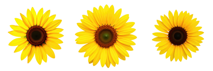 Three vibrant yellow sunflowers with dark centers arranged in a row on a transparent background, showcasing their detailed petals and natural beauty.