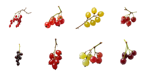 Various clusters of currants in red, yellow, and transparent showcased on a transparent background highlighting distinct twig and berry features.