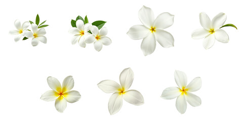 Fototapeta premium Collection of Indian Jasmine flowers displayed separately on a transparent background including various blossom orientations and arrangements with green leaves