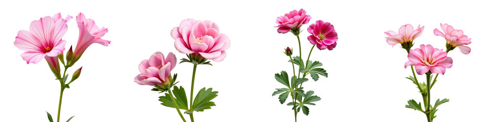 Obraz premium Set of four pink Geranium Pelargonium flowers isolated on a transparent background showing different varieties and blooming stages with green leaves.