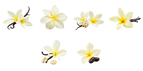 Vanilla flower with beans isolated on transparent background multiple angles and arrangements suitable for packaging design and product illustrations