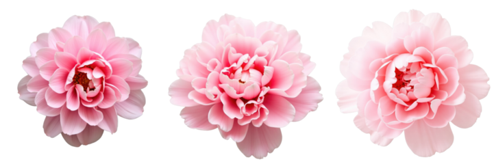 Close up view of three pink layered flowers featuring peony, rose, and buttercup varieties on transparent background showcasing delicate textures and rich colors isolated for detailed presentation