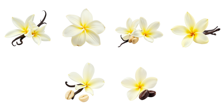 Vanilla flower with beans isolated on transparent background multiple angles and arrangements suitable for packaging design and product illustrations