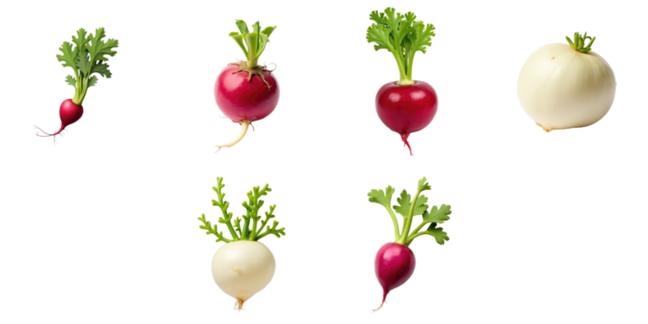various radishes with different colors and shapes isolated on a dark background showcasing their green leaves and distinct characteristics arranged in a visually appealing layout