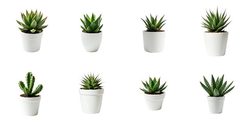 Various succulent plants arranged in a grid format with white pots set on a transparent background, showcasing different species and shapes of succulents in modern containers.