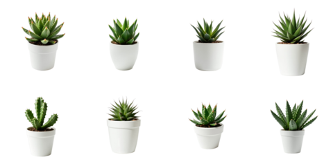 Various succulent plants arranged in a grid format with white pots set on a transparent background, showcasing different species and shapes of succulents in modern containers.