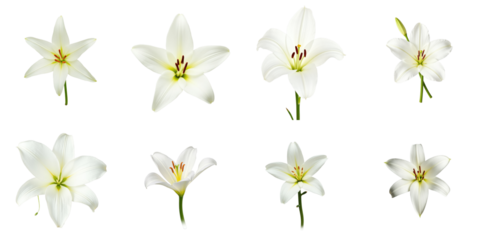 White lilies from the Liliaceae family displayed individually on a transparent background showcasing various angles and petal arrangements in high detail.