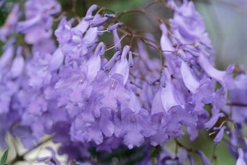 Jacaranda flowers 