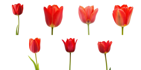 Collection of red tulips arranged in various orientations isolated on a transparent background showcasing different shapes and sizes of blossoms and leaves