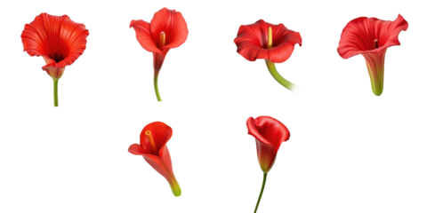 Multiple isolated red Calla lilies displayed from various angles on a solid transparent background showcasing detailed flower structure and form.