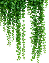Fototapeta premium Green vine plants hanging background